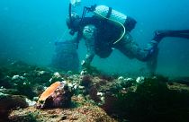A diver collects rapa whelk off the Black Sea coast of Bulgaria