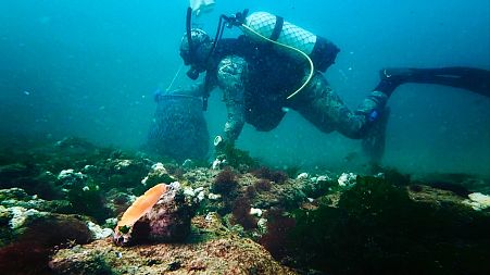 A diver collects rapa whelk off the Black Sea coast of Bulgaria