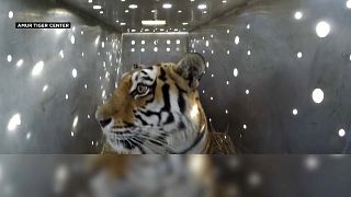 Tigresa Amur resgatada e libertada no Dia Mundial do Tigre