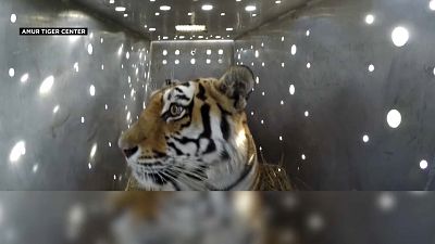 Tigresa Amur resgatada e libertada no Dia Mundial do Tigre