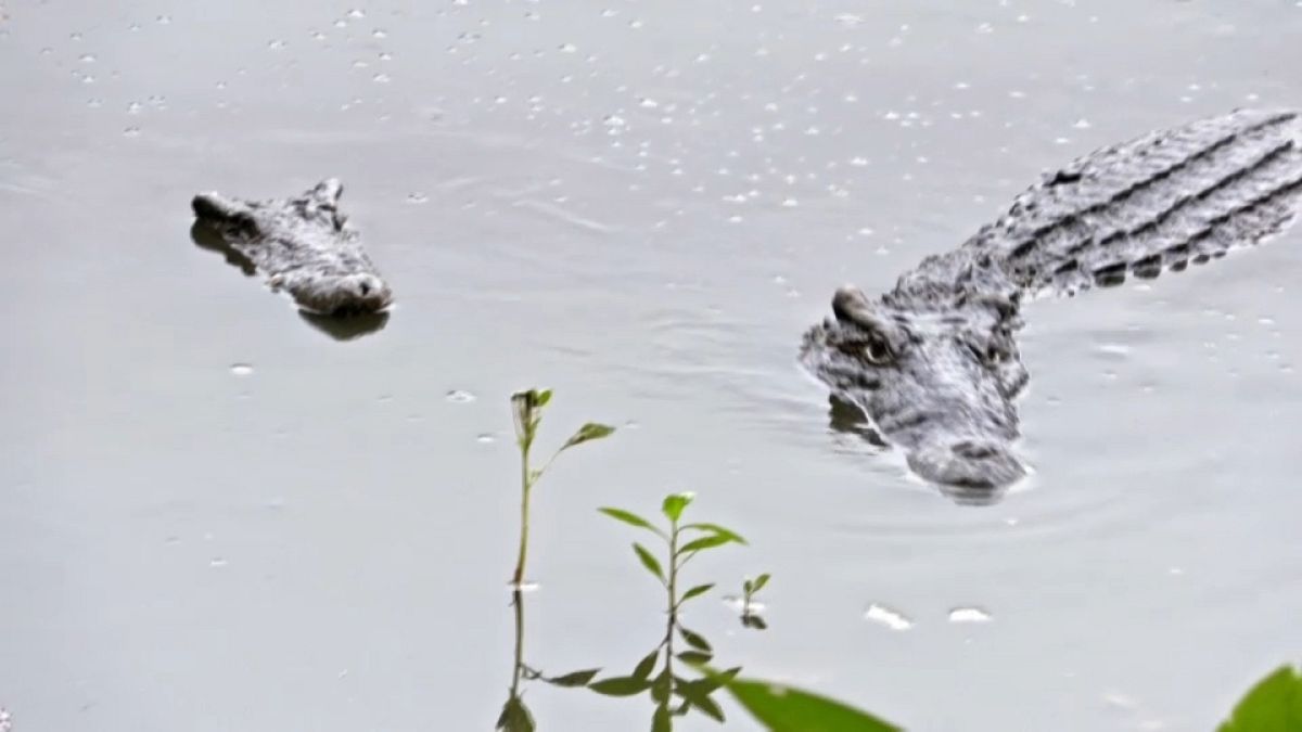 Kubakrododile auf der Cienaga de Zapata Krokodilfarm 