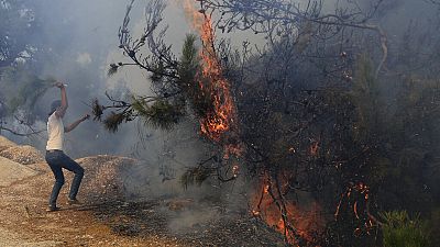 В Ливане горят кедры.