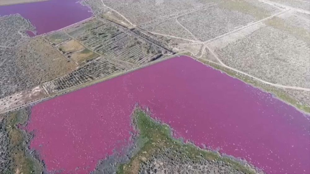 El hedor a podrido y la decoloración rosada preocupan a los activistas ambientales sobre la laguna en Argentina