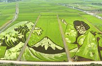 Картины на рисовых полях в честь Олимпийских игр