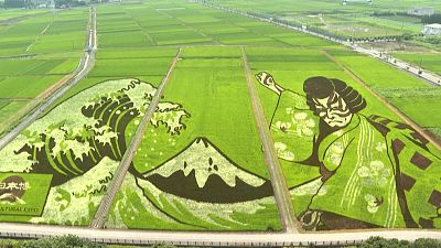 شاهد | منطقة يابانية تحوّل حقول الأرز فيها إلى لوحات فنية خضراء