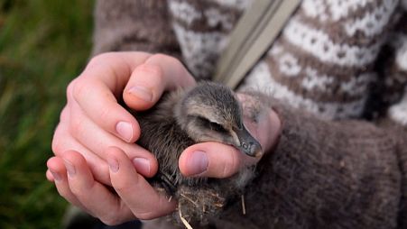 11-years-old Bryndis Jonsdottir, Erla Fridriksdottir’s niece, cuddles an eider duckling on the Bjarneyjar island in Breidafjordur Bay, Iceland.
