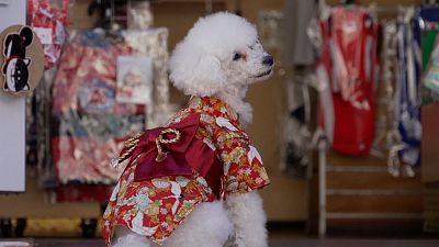 فروش لباس سنتی کیمونو برای حیوانات خانگی در توکیو