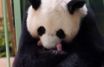 Nacen dos pandas en perfecto estado en un zoo de Francia