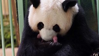 Dois pandas nascem em Zoo francês