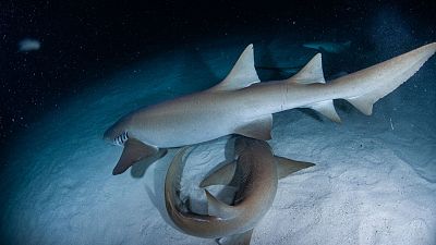 Secret shark mating rituals have been discovered
