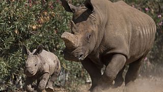 South Africa’s Illegal Rhino Killings on the rise After Virus Curbs Ended