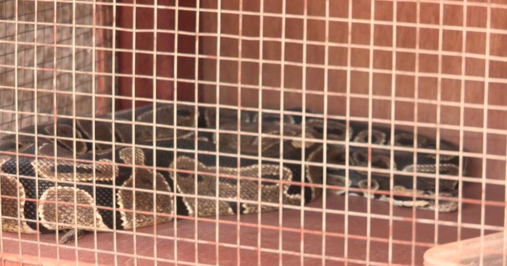 Snake breeding business picks up pace in Burundi