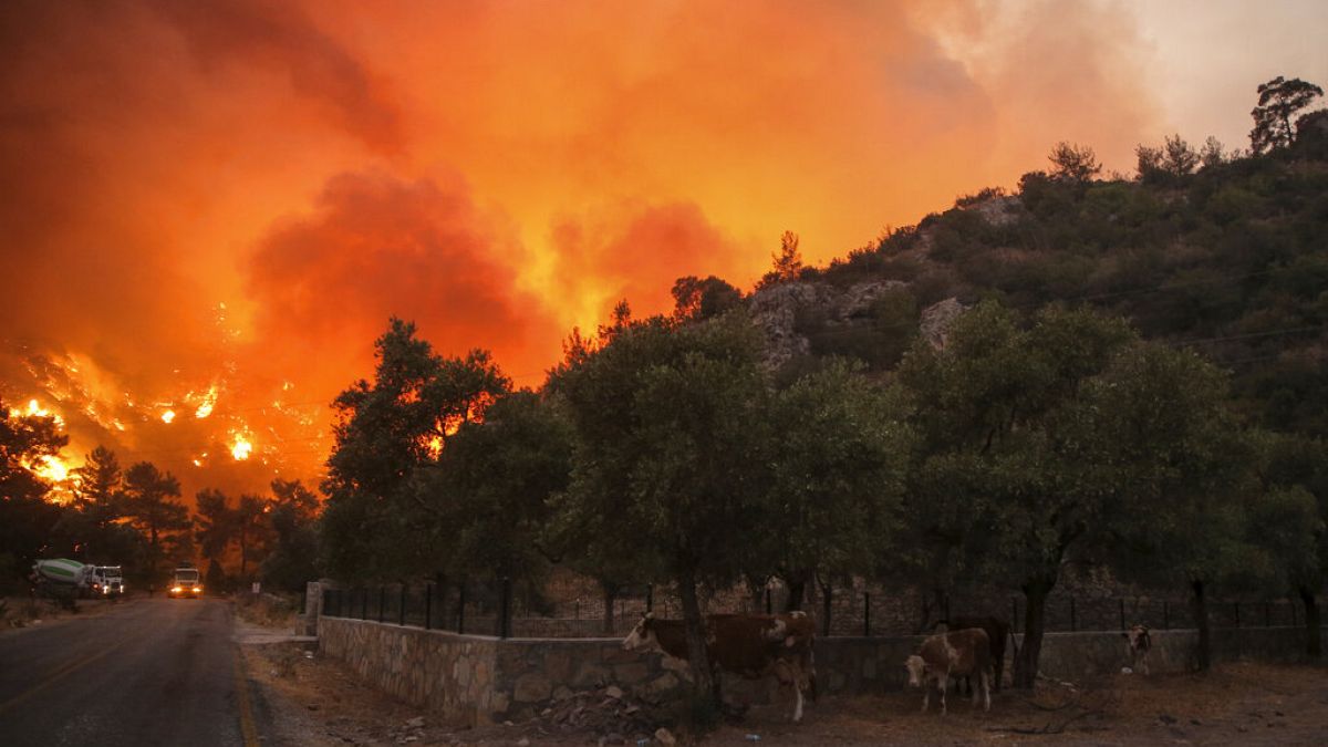 Cows shelter close to an advancing fire that rages Cokertme village, near Bodrum, Turkey, Monday, Aug. 2, 2021