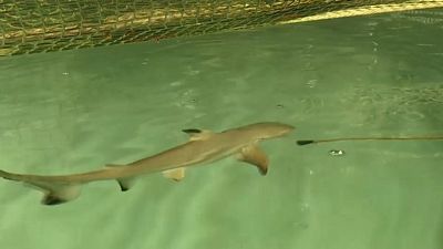 شاهد: ولادة نادرة لسمك القرش ذو الطرف الأسود في باريس أكواريوم