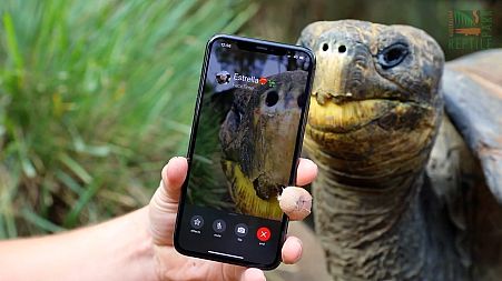 Tortoises in Somersby, Australia on a FaceTime call.