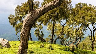 Ethiopians are planting millions of tree seedlings