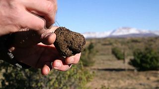 S.Africa's mountain farmers cash in on truffle bet