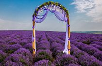 The lavender fields have become a popular spot for instagrammers