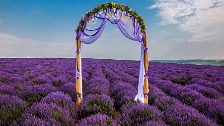 The lavender fields have become a popular spot for instagrammers
