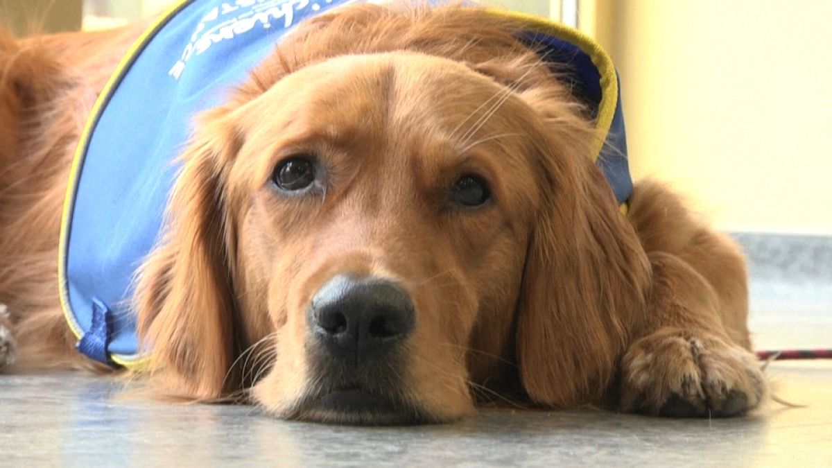 Pokaa, le premier chien "renifleur du Covid-19" dans un Ehpad en France