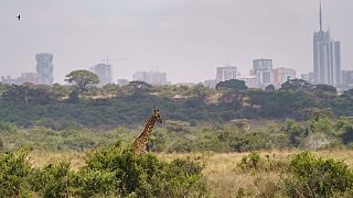 The first ever National Wildlife Census in Kenya has begun