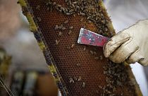 A beekeeper inspects a beehive board.