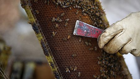 A beekeeper inspects a beehive board.