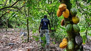 Cacao : la Côte d'Ivoire et le Ghana s'unissent pour fixer les prix