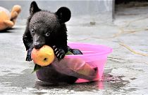 Smudge was among the 101 bears rescued from a bear bile farm in China.
