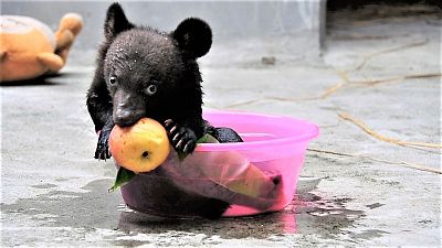 Smudge was among the 101 bears rescued from a bear bile farm in China.