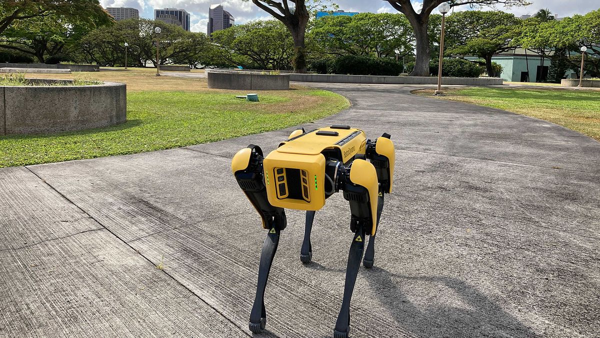 Photo depicts a robotic dog in Honolulu which is being used to take homeless people's temperatures.