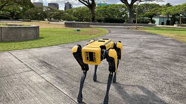 Photo depicts a robotic dog in Honolulu which is being used to take homeless people's temperatures.