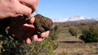 Truffle farmer Paul Miros holding a truffle.