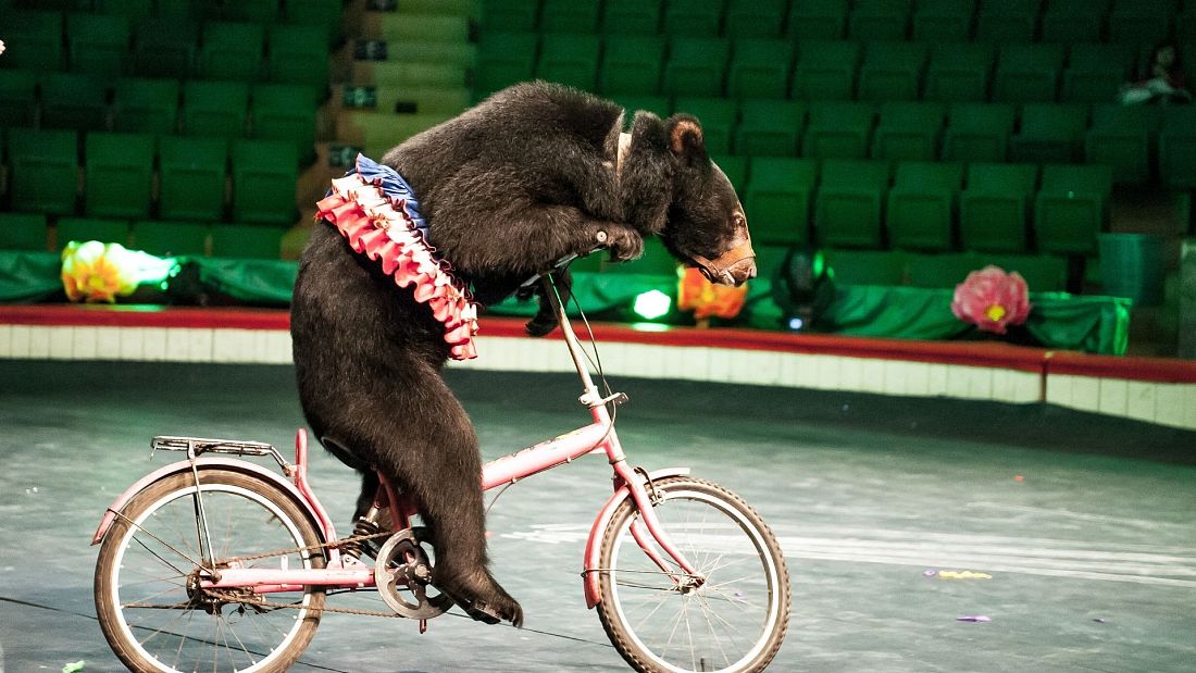 Humiliating and unnatural: The last bears at Hanoi circus have been