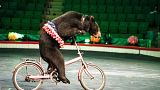 A bear is perfoming in the Central Circus in Hanoi, Vietnam.