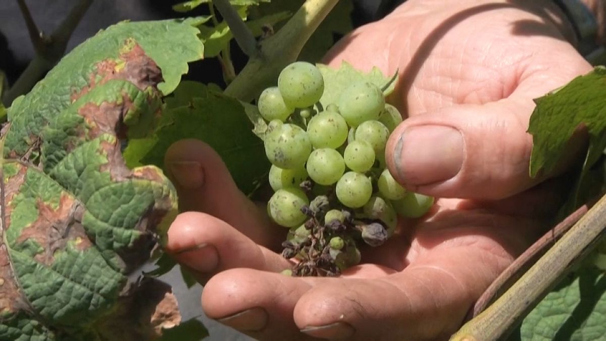 Un viticultor comprueba el estado de sus viñas