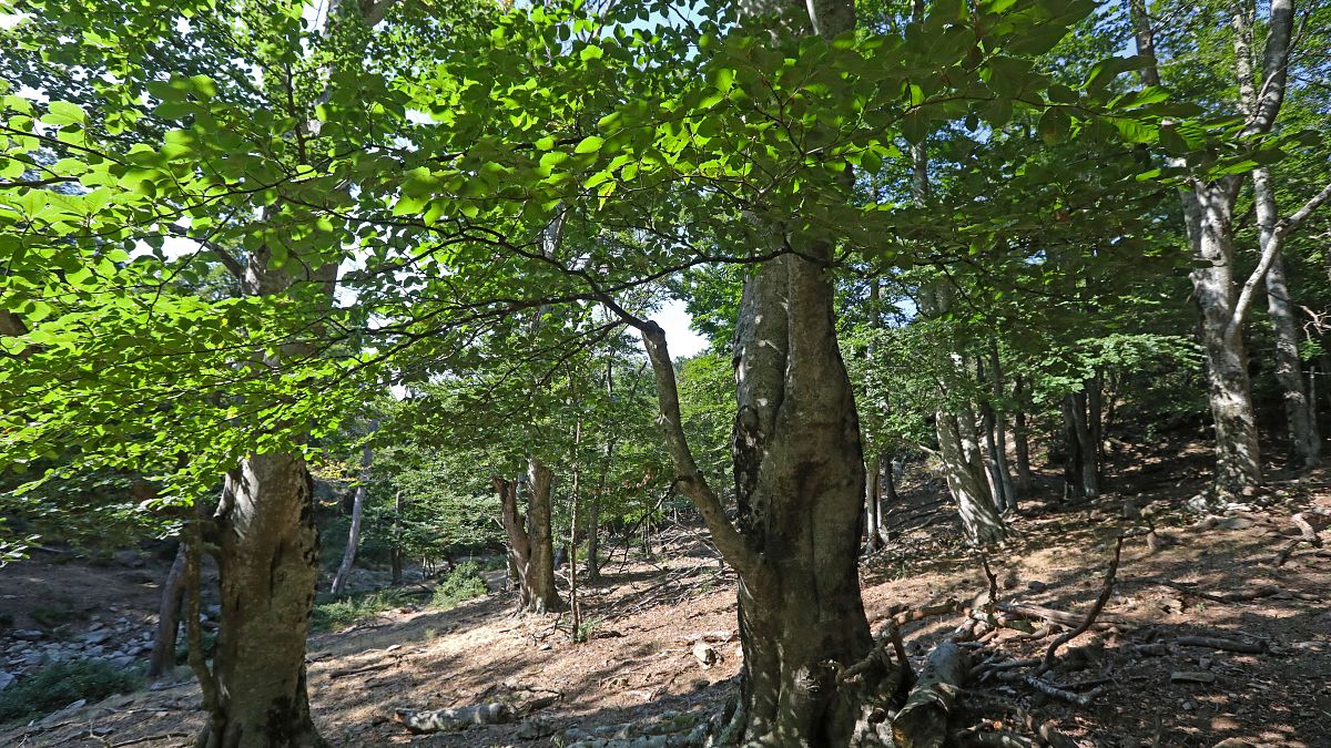 La hêtraie de Massane, classée au patrimoine mondial de l'Unesco
