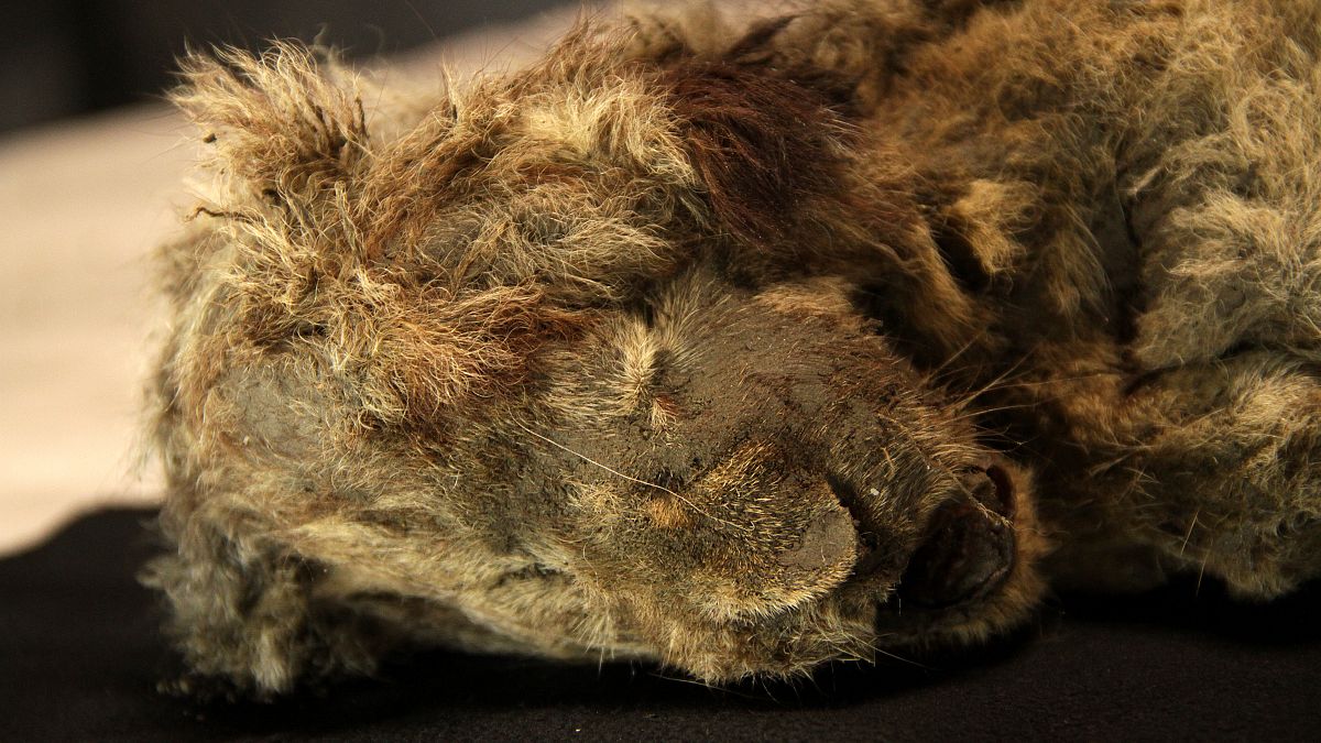 Ice Age lion cub Sparta was discovered by a tusk hunter in Siberia in 2018