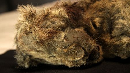 Ice Age lion cub Sparta was discovered by a tusk hunter in Siberia in 2018