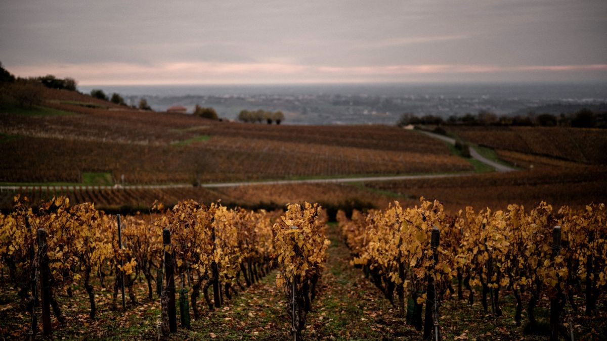 مزارع النبيذ في فرنسا