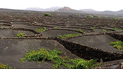Découverte : les vignes sur les sols volcaniques de l'île de Lanzarote