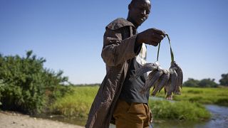 Conflit entre pêcheurs tchadiens et camerounais sur le fleuve Logone