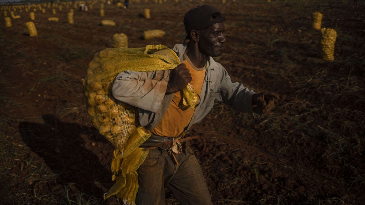 Krumplis zsákot cipelő idénymunkás a kubai Guines-ben
