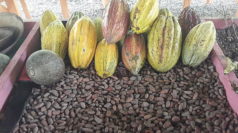 Cocoa bean waste is being turned into energy