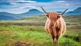 A Highland cow on the Isle of Skye