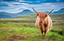 A Highland cow on the Isle of Skye