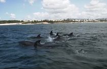 Újra delfinek úszkálnak Lisszabon folyójában