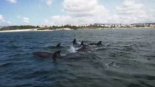 Dolphins back in Lisbon's Tagus River