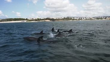 Dolphins have returned to Lisbon's Tagus River
