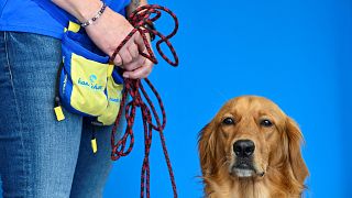 Pokaa, the golden retriever is pictured at La Roselière nursing home in France where she has proven adept at detecting COVID-19.